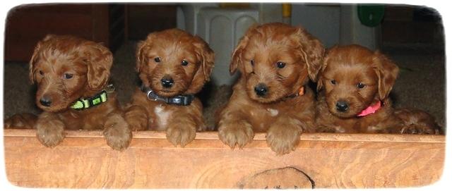 Kozies 5 wk pups in a row 2