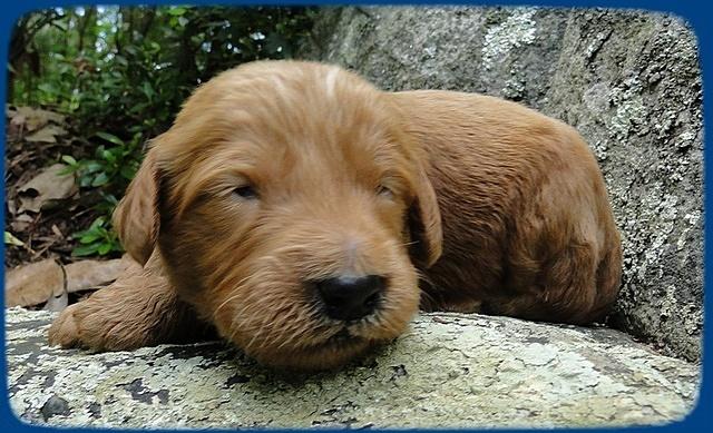 KT pups 2 wks old 3