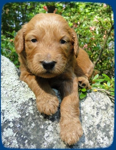 KT pups 3 wks old Image00011