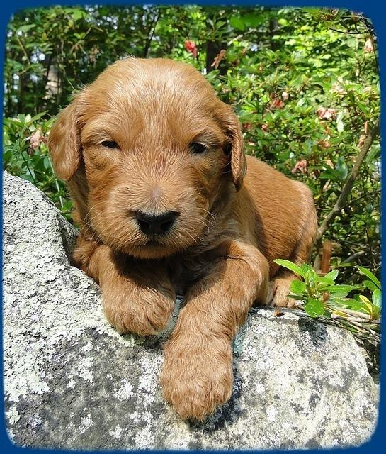 KT pups 3 wks old Image00014