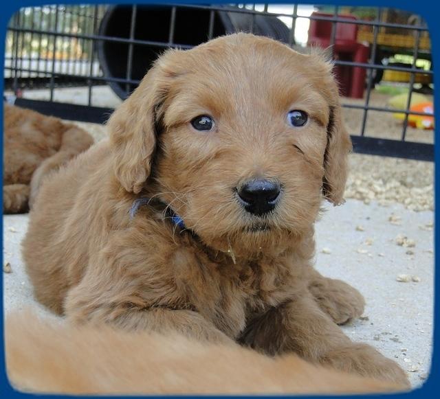 KT pups 5 wks old 54