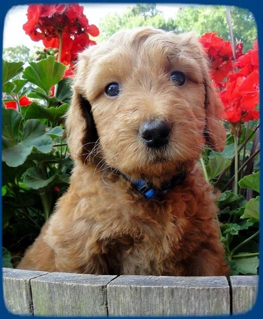 KT pups 6 wks old 21