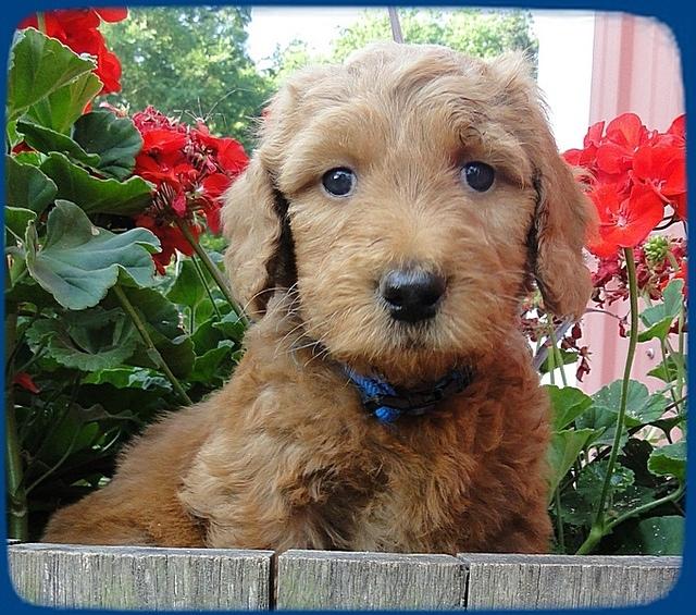 KT pups 6 wks old 22