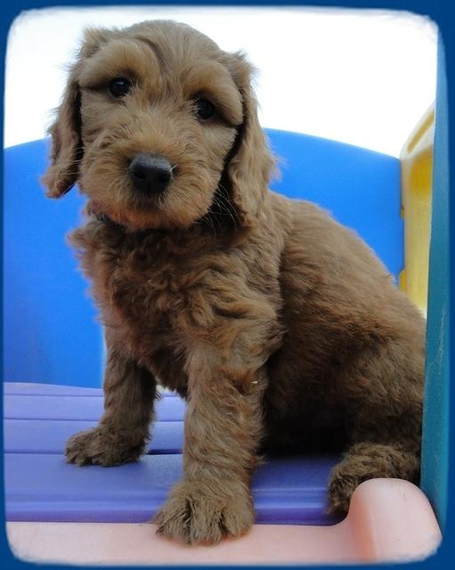 KT pups 7 wks old 20