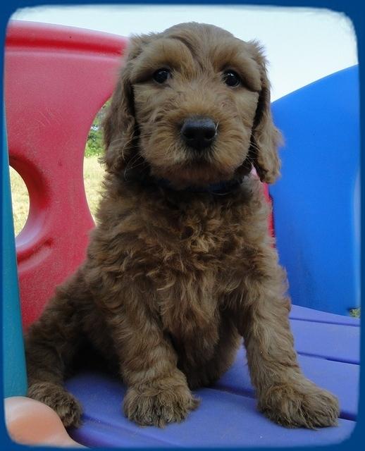 KT pups 7 wks old 21