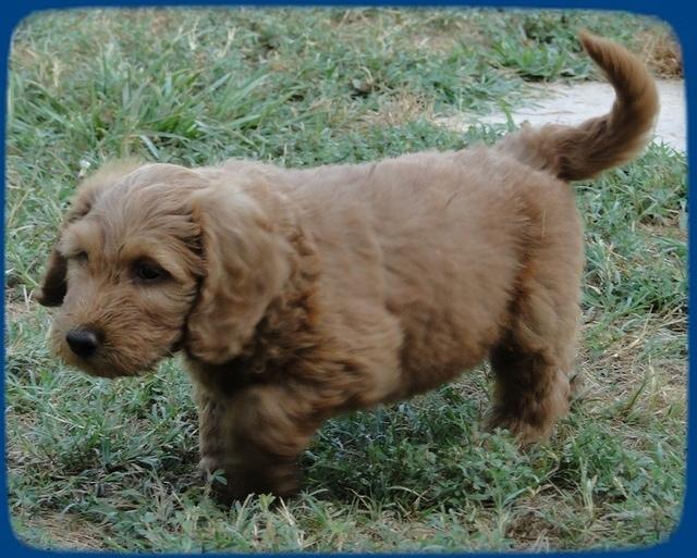 KT pups 7 wks old 58