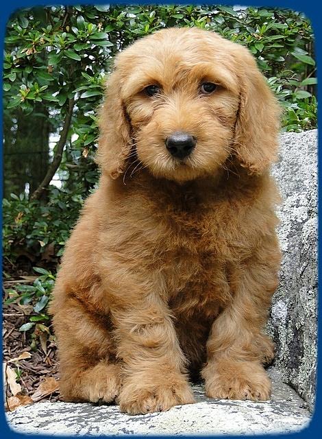 KT pups 8 wks old 47
