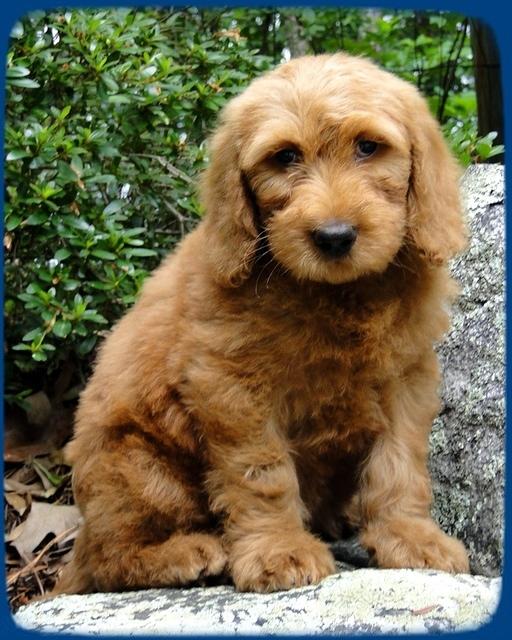 KT pups 8 wks old 48