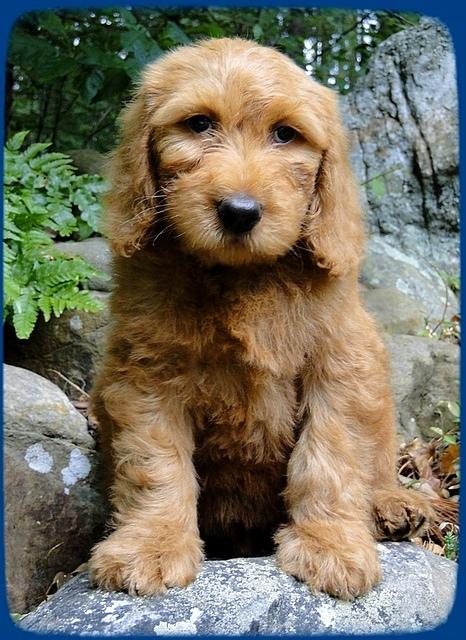 KT pups 8 wks old 49