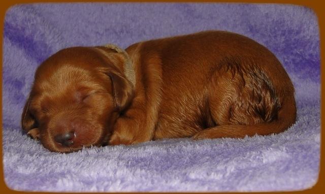 KT pups 1 wk old 8