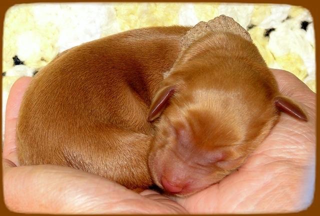 KT pups 2 days old 6