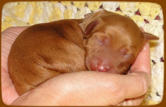 KT pups 2 days old 8