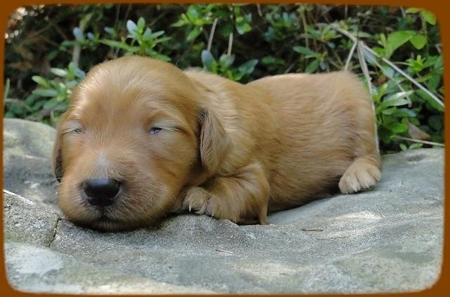 KT pups 2 wks old 38