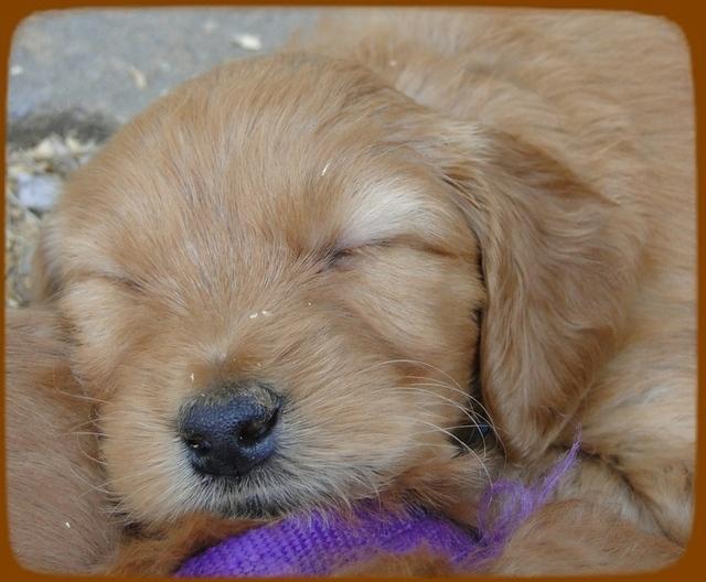 KT pups 5 wks old 17