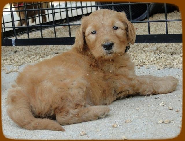 KT pups 5 wks old 41