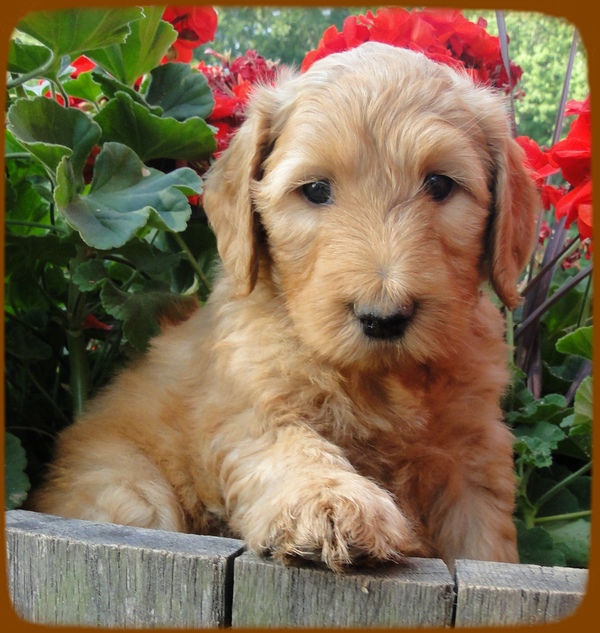 KT pups 6 wks old 29