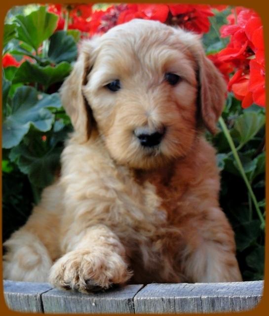 KT pups 6 wks old 30