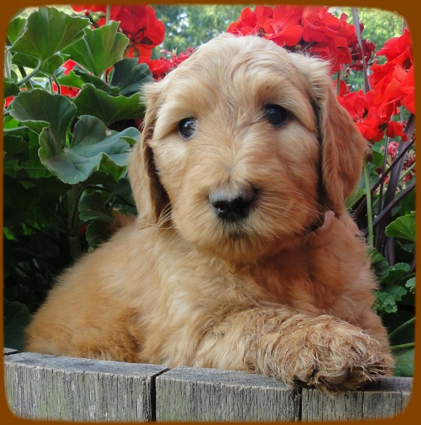 KT pups 6 wks old 33