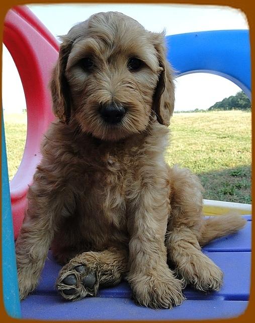 KT pups 7 wks old 28