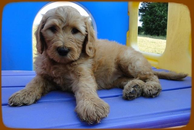 KT pups 7 wks old 30