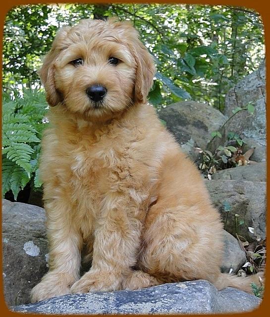 KT pups 8 wks old 30 (2)