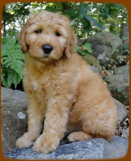 KT pups 8 wks old 32