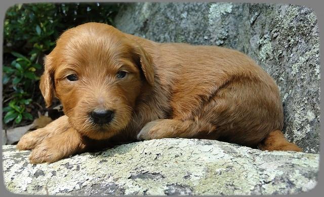 KT pups 3 wks old Image00076