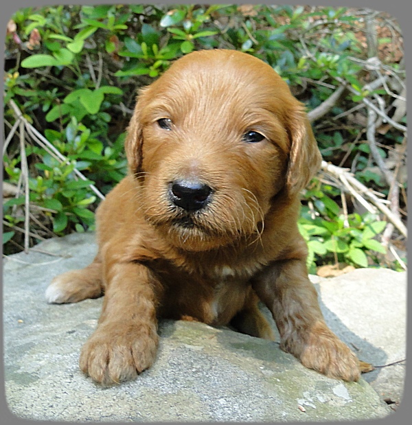 KT pups 3 wks old Image00079
