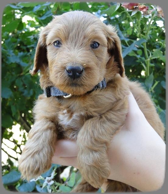 KT pups 5 wks old 21