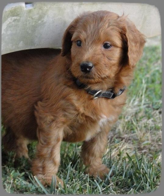 KT pups 5.5 wks old 9