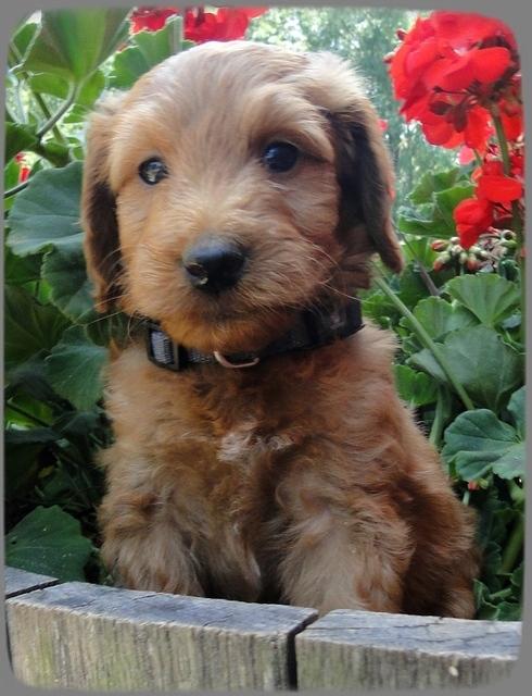 KT pups 6 wks old 39