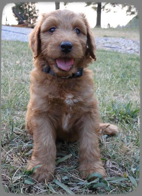 KT pups 7 wks old 44