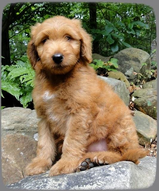 KT pups 8 wks old 41