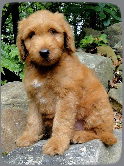 KT pups 8 wks old 42