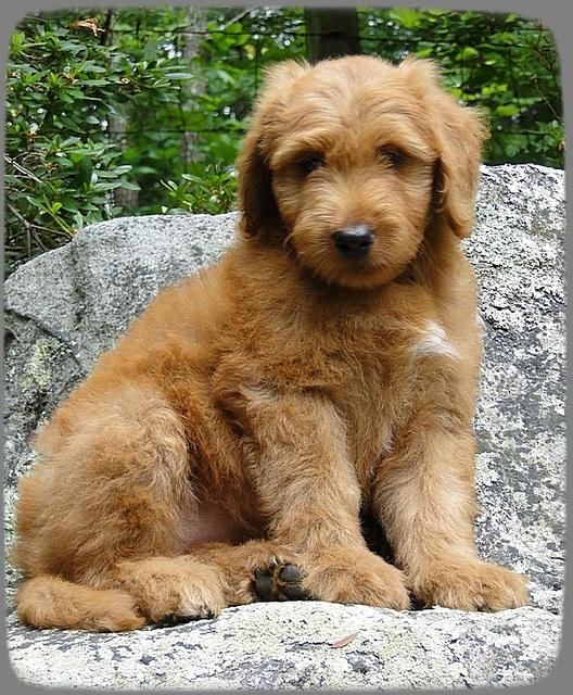 KT pups 8 wks old 43