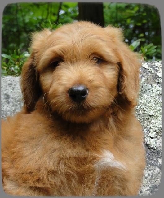 KT pups 8 wks old 50