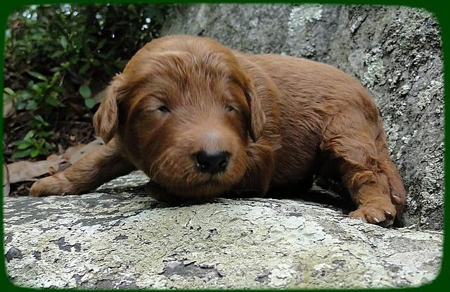 KT pups 2 wks old 16