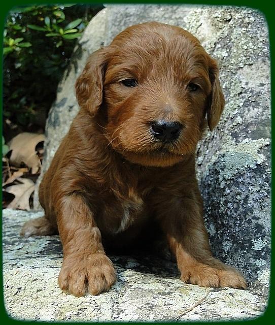 KT pups 3 wks old Image00049