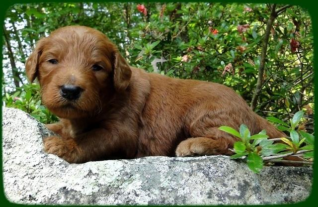KT pups 3 wks old Image00055