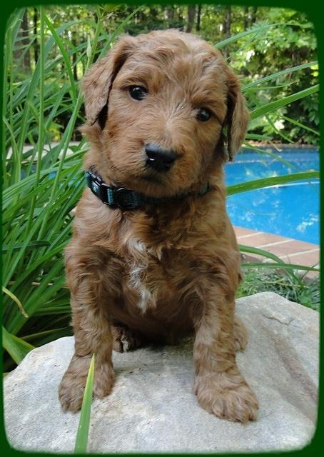 KT pups 4 wks old 23