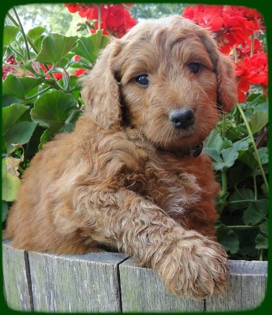 KT pups 6 wks old 35