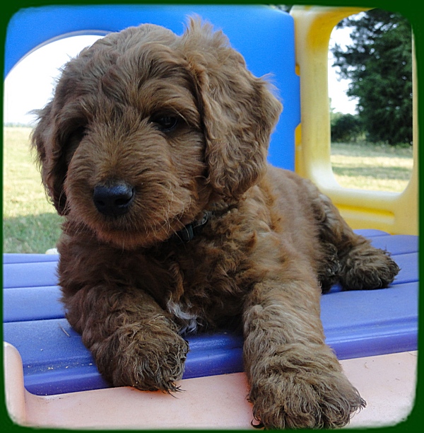 KT pups 7 wks old 1