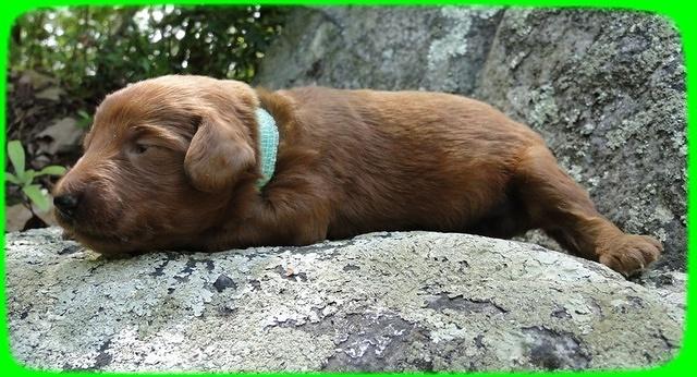KT pups 2 wks old 26