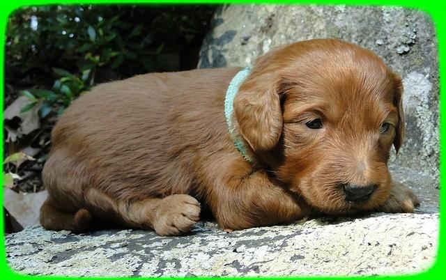 KT pups 3 wks old mage00068