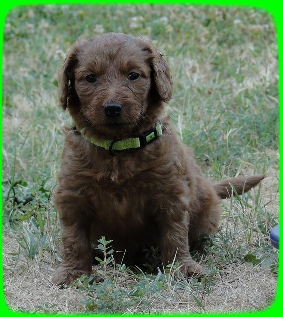 KT pups 5 wks old 45 (2)