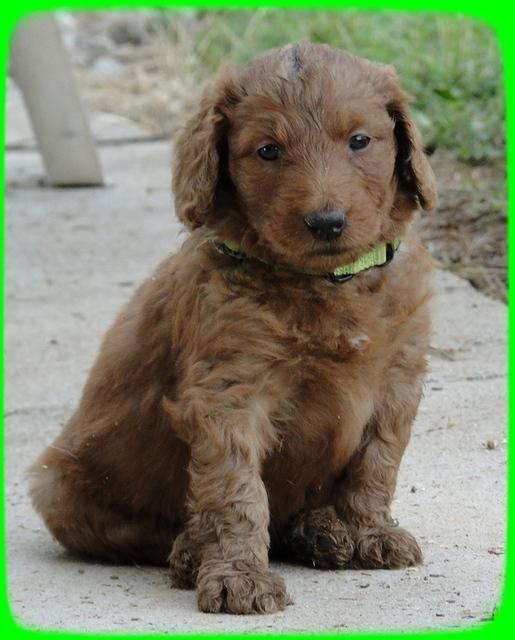 KT pups 5.5 wks old 29