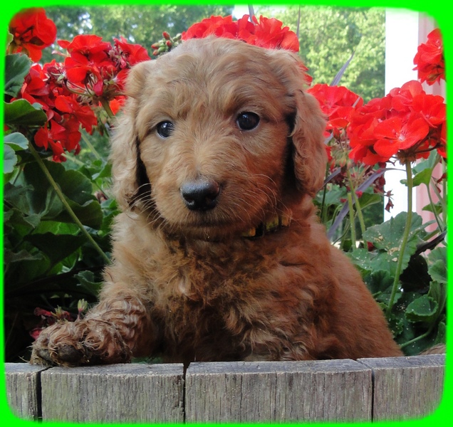 KT pups 6 wks old 20
