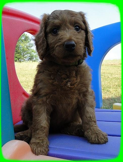 KT pups 7 wks old 24