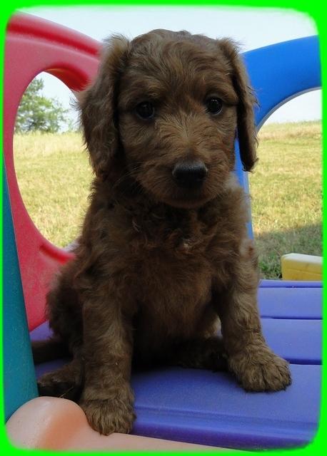 KT pups 7 wks old 25