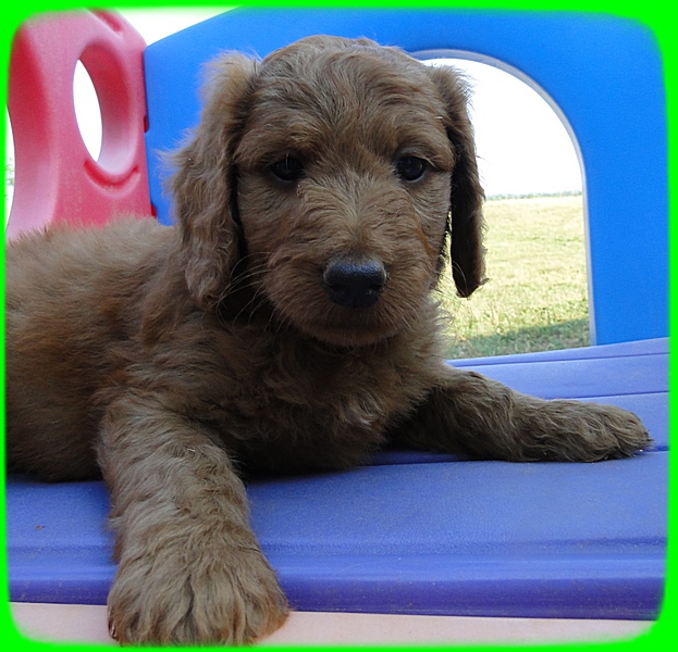 KT pups 7 wks old 27